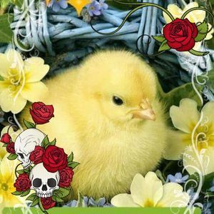 Meet your Posher, Teresa